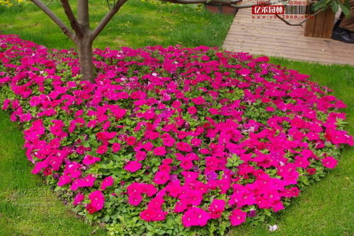 花鏡在園林綠化工程中的廣泛應(yīng)用