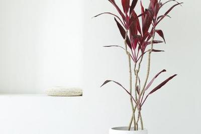 武漢花卉租擺,武漢園林工程,武漢綠化養(yǎng)護_百業(yè)搜